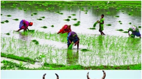 Cholamandalam ms, a general insurance company in india, offers a wide range of insurance policies for individuals and corporates. Government okays new crop insurance scheme for farmers at low premium | Latest News & Updates at ...