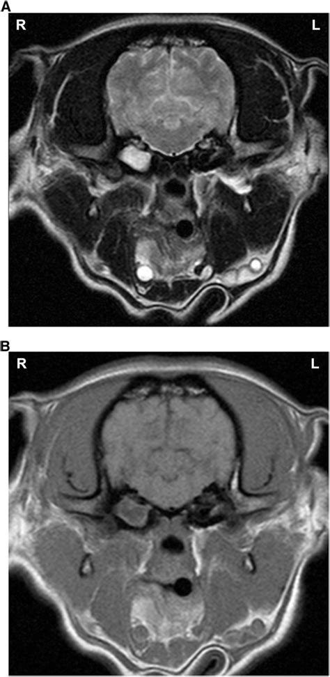 T2 Weighted A And T1 Weighted B Mri Scans Of The Pug Note The T2