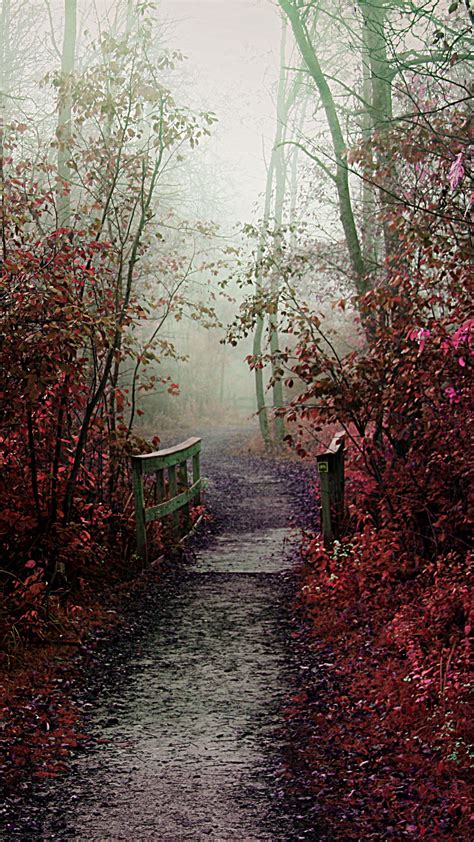 Misty Autumn Path Iphone 6 Plus Hd Wallpaper Ipod