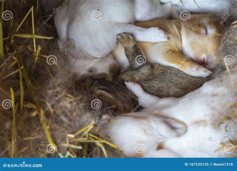 Baby Rabbit Sleep Selective Focus Stock Image Image Of Domestic