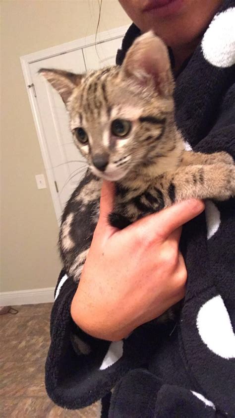 Home of the cat pak. Savannah Cats For Sale | Pensacola, FL #184666 | Petzlover