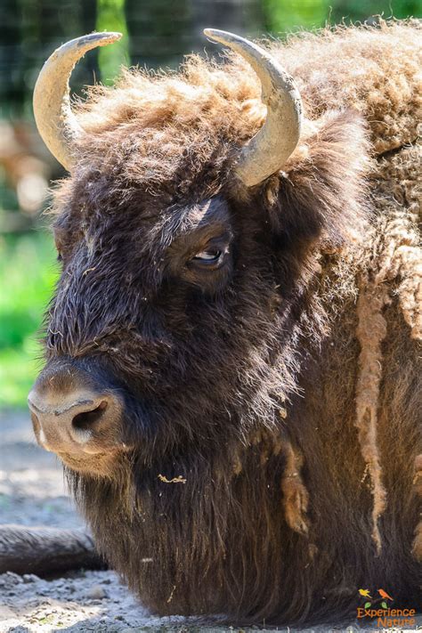 Luchs, dachs, wildkatze, wolf, fischotter und frettchen leben hier im wildtierpark. Wildpark Anholter Schweiz - Experience Nature