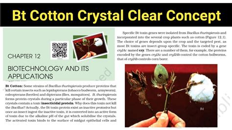 Bt Cotton Biotechnology Class 12 Ncert Biology Biotechnology And Its