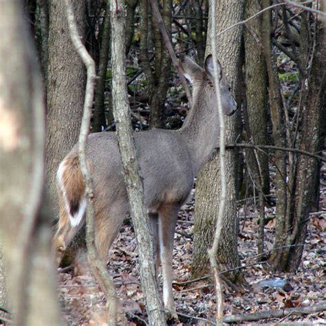 White Tailed Deer Free Stock Photo Public Domain Pictures