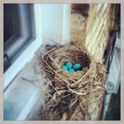 Beside A Window Diy Birds Birds 2 Pigeon Nest Dove Nest Hummingbird
