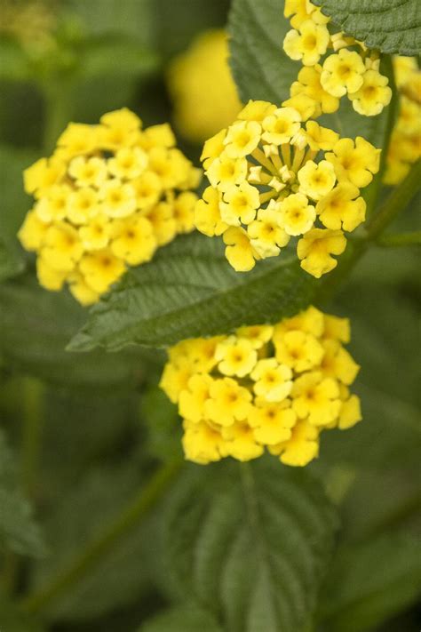 Yellow Lantana Flowers Ubicaciondepersonascdmxgobmx