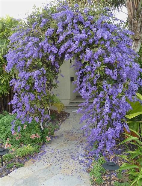 Choosing flowers for a garden trellis can be difficult because there are many flower varieties that will spread and grow beautifully over trellis systems like arches, pergolas and no matter the structure your flowering vines are growing on, it will add charm and beauty to your garden with little effort. 70 best images about trellis climbing vines on Pinterest ...