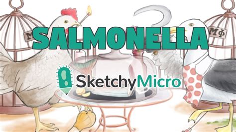 Salmonella Hd Sketchymicro Usmle Microbiology Review Youtube