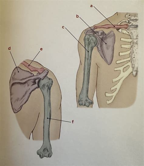 Diagram Bones Of The Shoulder And Arm Diagram Quizlet