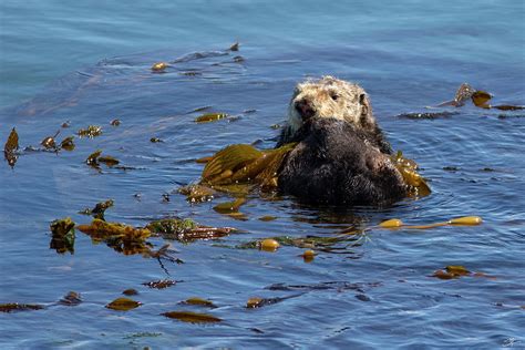 Morro Bay Sea Otter Wrapped In Kelp 8496 Photograph By Seans Coastal