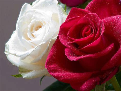 White And Red Rose 1
