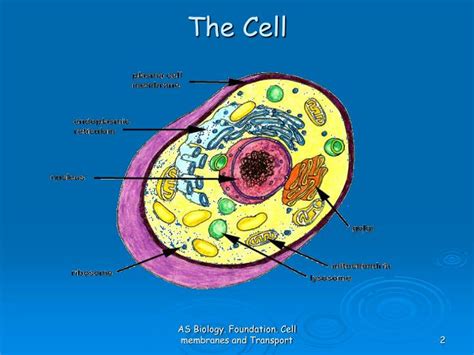 Ppt As Biology Foundation Chapter 4 Cell Membranes And Transport