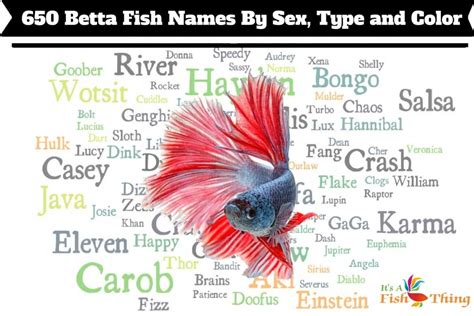 Maybe you would like to learn more about one of these? 650 Betta Fish Names for All Different Types and Colors ...