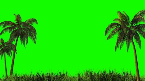 Harvesting Design Palm Trees Grass On Green Stock Motion Graphics Sbv