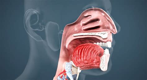 Oral Cavity Pharynx And Oesophagus 3d Scene Mozaik Digital