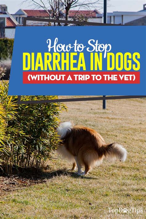 How To Stop Diarrhea In Dogs Without A Trip To The Vet Step By Step