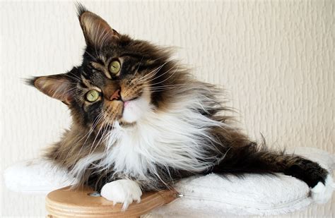 Maine Coon Cat Breed Facts Sukhothaimb