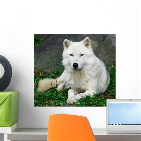 Artic Wolf Wall Mural Wallmonkeys