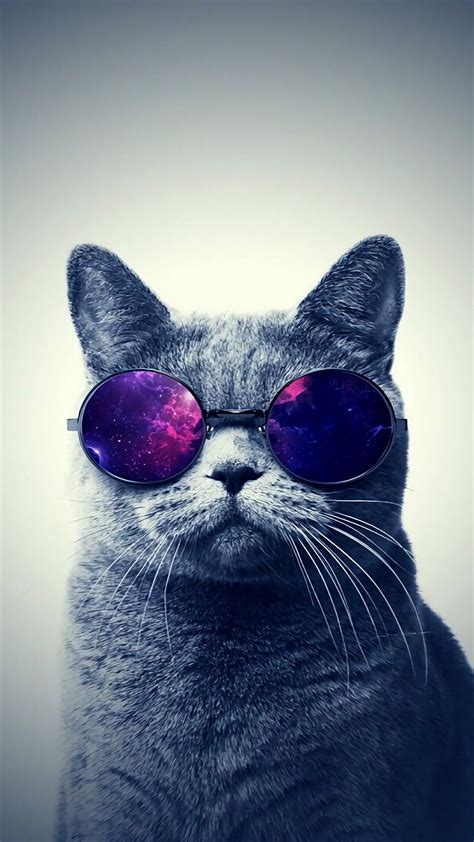 Swag Cat Wallpapers Top Free Swag Cat Backgrounds Wallpaperaccess