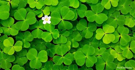 How To Take Care Of Shamrock Plant Informationwave17