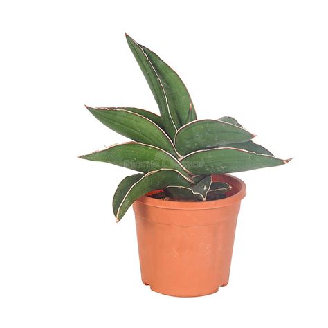 Buy Sansevieria Ehrenbergii Samurai Dwarf Plant Online At Plants Bazar
