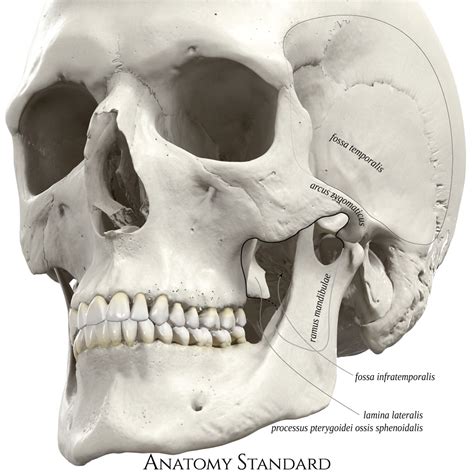 Topography Of The Skull The Infratemporal Fossa