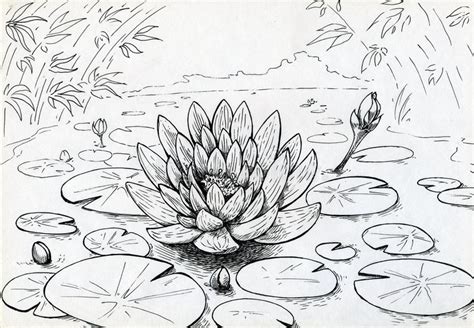 Lily Flower On The Swamped Pond Stock Illustration