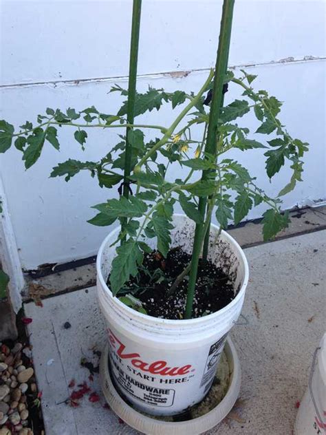 Growing Vegetables In Containers Home Gardening Blog
