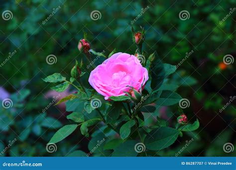 Pink Rose In Garden Stock Image Image Of Naturebackground 86287707