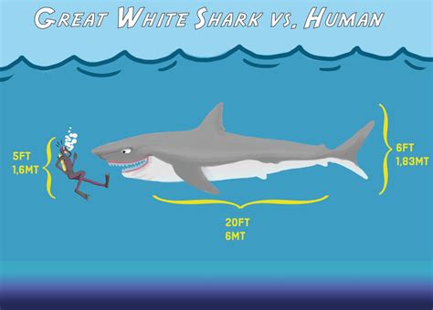 What Are The Biggest Great White Sharks Ever Recorded Owlcation