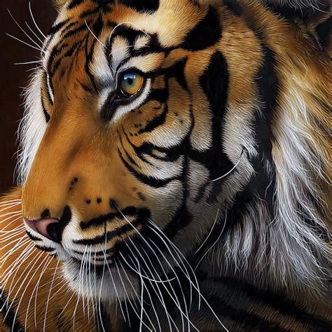Sumatran Tiger Profile By Jurek Zamoyski Sumatran Tiger Tiger Animals