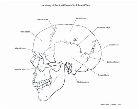 Anatomy Of The Adult Human Skull Lateral View Anatomy Of Flickr