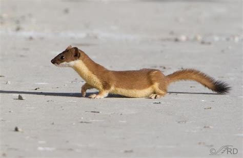 Weasel