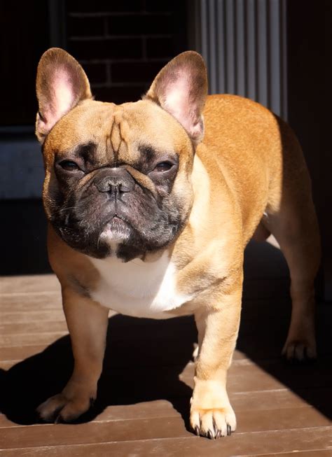 We pride ourselves on the quality of frenchie and service provided. French Bulldog Price How Much Do They Really Cost?