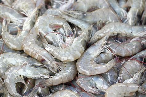 5 Interesting Facts About Shrimp Costas Inn