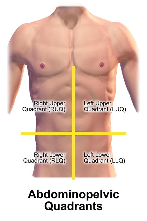 But with the use of smart technology, you can learn faster and master abdomen anatomy in no time! Quadrant (abdomen) - Wikipedia