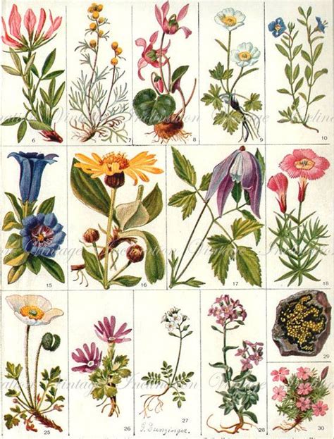 Large Antique Print Lithograph Flower Chart Years Etsy