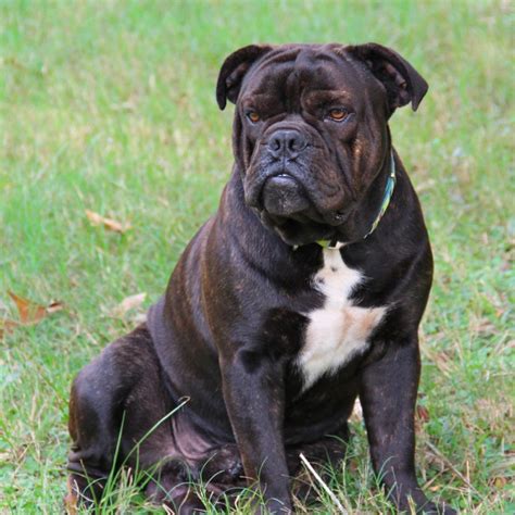 Their muzzle is short and pug. 30 Most Beautiful Black Bulldog Pictures