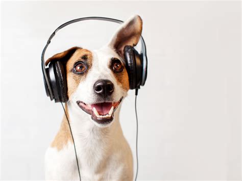 Sound Stimulation Dogs Happy Animals Listening To Music