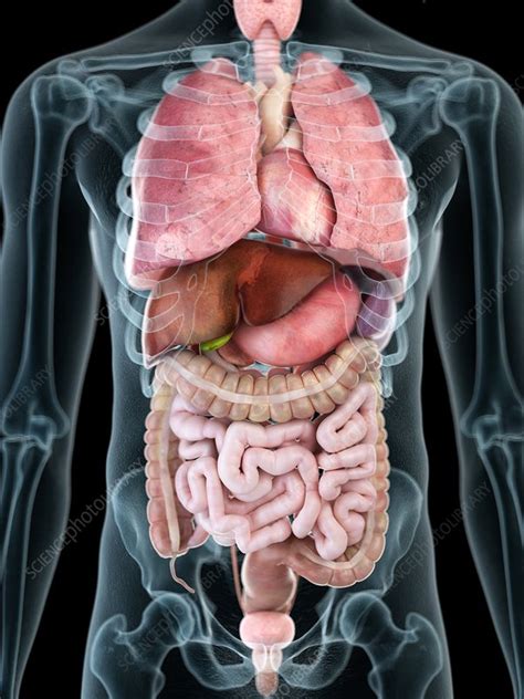 Illustration Of A Man S Internal Organs Stock Image F023 4864