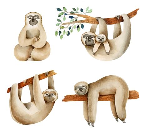 Watercolor Cute Sloths Illustration Hand Drawn Premium Vector