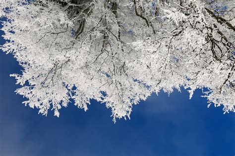 Free Images Tree Nature Branch Snow Winter Sky Leaf Flower