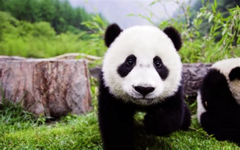 1080x2340px 1080p Free Download Panda Japan Cute Animals Bears