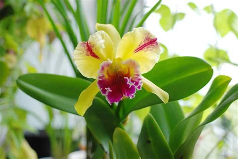 Different Types Of Orchids Pick The Right Orchid For Your Home The