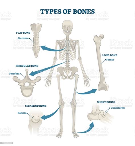 The hard structures inside our body are the bones. Types Of Bones Vector Illustration Labeled Anatomical ...
