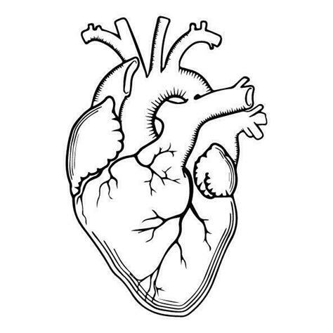 Realistic Heart Outline 602614 Vector Art At Vecteezy