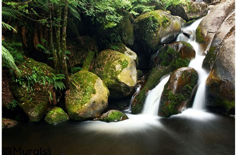 This larger than life mural makes your walls come alive. Rainforest Waterfall Wall Mural