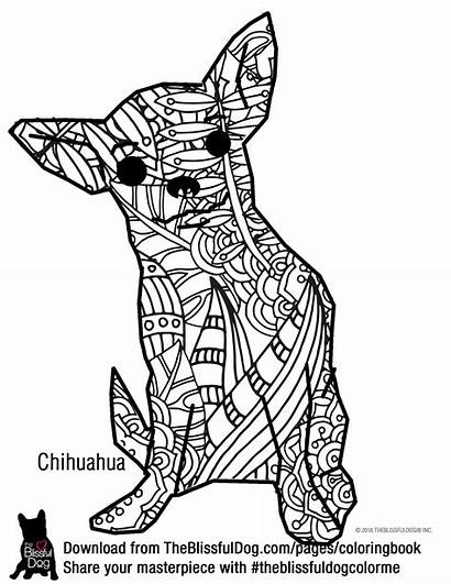 Coloring Adult Chihuahua Pages Dog Dogs Bold