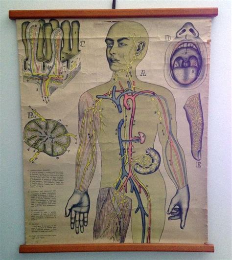 Antique Wall Chart Skeleton And Muscles Human Body Wall Decor German
