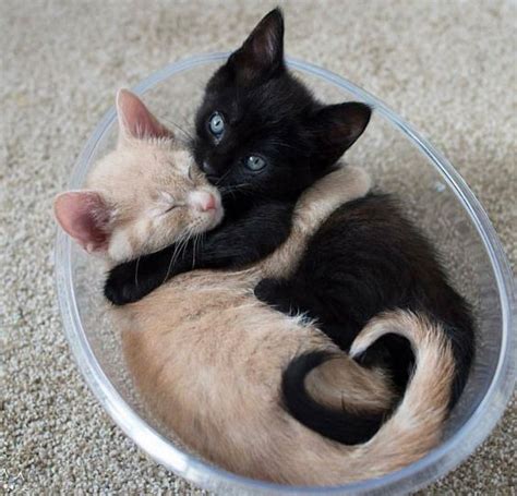 Two Cute Kitties Cuddling Pretty Cats Cute Cats Kittens Cats